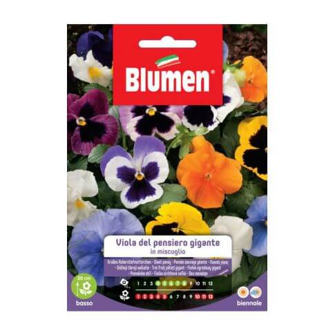 Semi Viola Del Pensiero Gigante Blumen