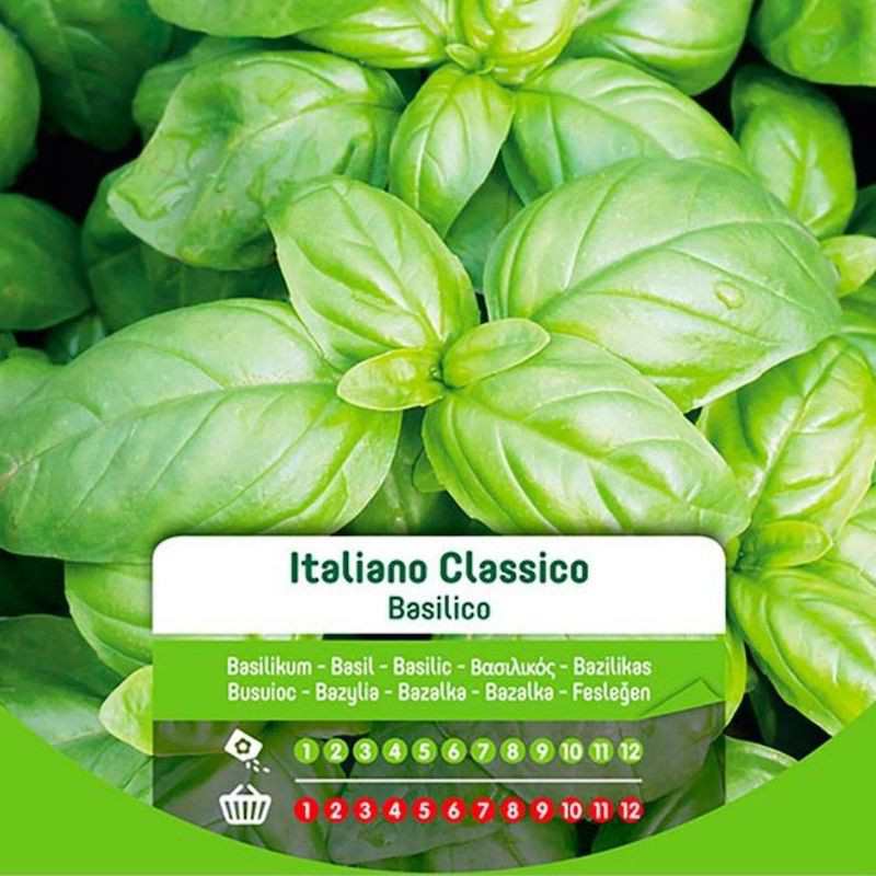 Semi Di Basilico Italiano Classico In Busta