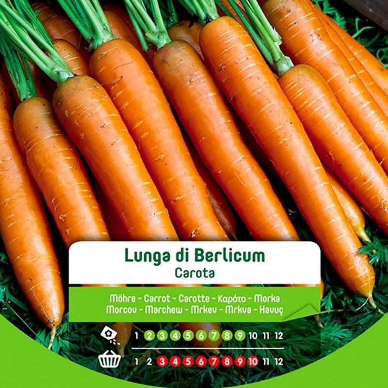 Semi di carota lunga Berlicum in sacchetto