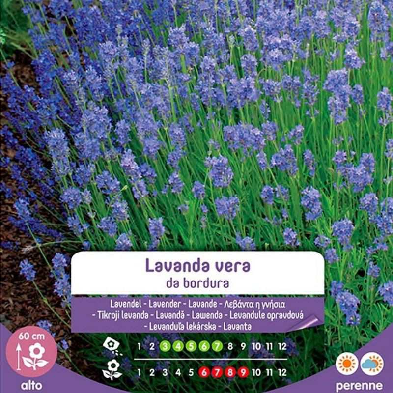 Semi Di Lavanda Vera Da Bordura In Busta