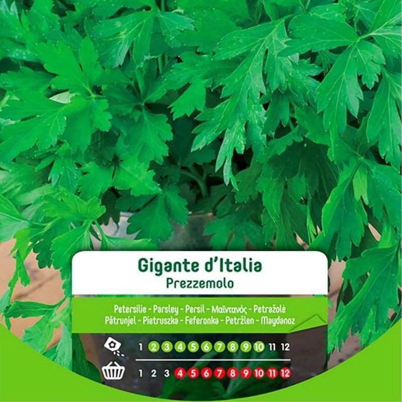 Semi Di Prezzemolo Gigante D’Italia In Busta