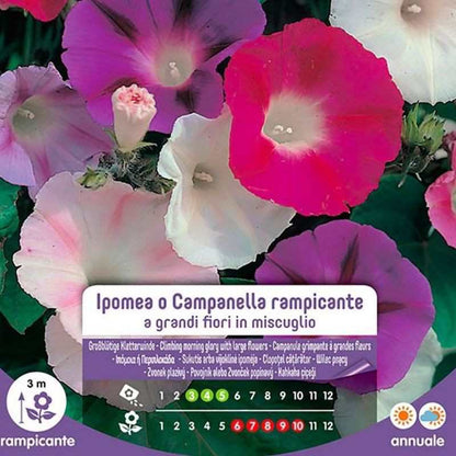 Semi Di Ipomea O Campanella Rampicante A Grandi Fiori In Miscuglio