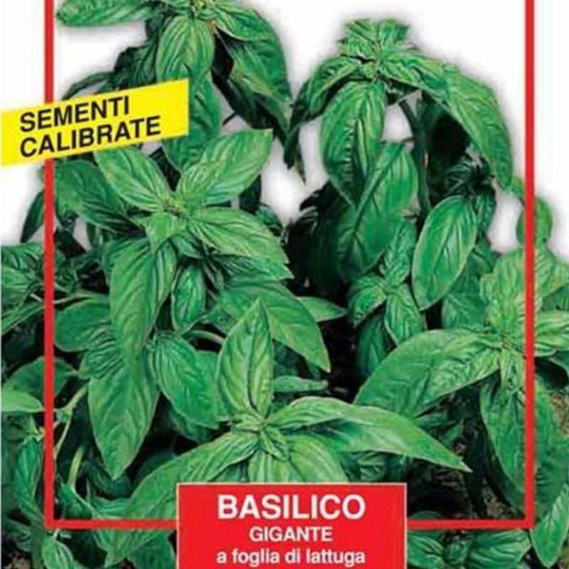 Semi Di Basilico Gigante - Maxi